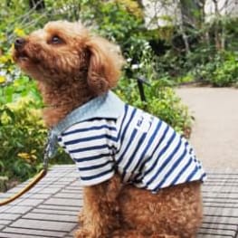 ベーシックラグランTシャツ / 愛犬のための犬服、ペット服の型紙通販