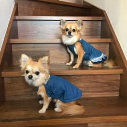 キャミソール/millacra / 愛犬のための犬服、ペット服の型紙通販