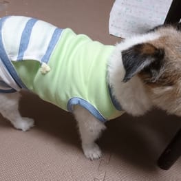 サニタリー マナーパンツ Millacra 愛犬のための犬服 ペット服の型紙通販 作り方 教室 Milla Milla