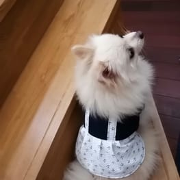 ワンピース/millacra / 愛犬のための犬服、ペット服の型紙通販・作り方