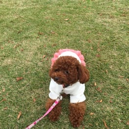 犬服のハンドメイド作品 - みんなのかわいい手作り犬服