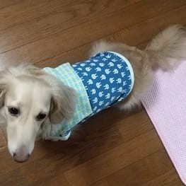 犬服のハンドメイド作品 - みんなのかわいい手作り犬服