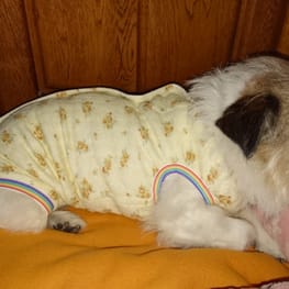 サニタリー・マナーパンツ/millacra / 愛犬のための犬服、ペット服の 