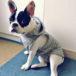 無料の犬服型紙 作り方ダウンロード 犬のクールバンダナ 愛犬のための犬服 ペット服の型紙通販 作り方 教室 Milla Milla