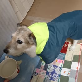 オーバーレインコート/millacra / 愛犬のための犬服、ペット服の型紙