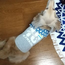 犬服のハンドメイド作品 - みんなのかわいい手作り犬服