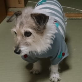 Tシャツ/millacra / 愛犬のための犬服、ペット服の型紙通販・作り方