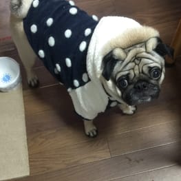 トレーナー・3Wayパーカー/millacra / 愛犬のための犬服、ペット服の