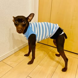 専用　ハンドメイド　いちご　犬服ハンドメイド　犬服　タンクワンピース　S