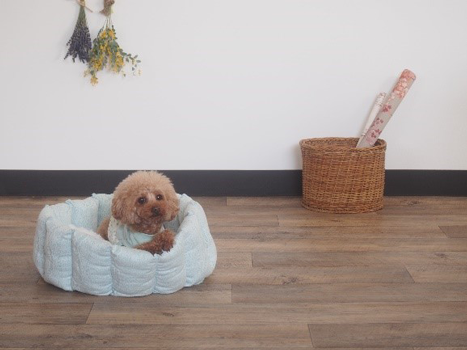 ラウンドベッド 愛犬のための犬服 ペット服の型紙通販 作り方 教室 Milla Milla