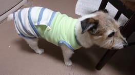 サニタリー マナーパンツ Millacra 愛犬のための犬服 ペット服の型紙通販 作り方 教室 Milla Milla