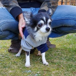 Tシャツ Millacra 愛犬のための犬服 ペット服の型紙通販 作り方 教室 Milla Milla