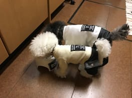 カバーオール つなぎ Millacra 愛犬のための犬服 ペット服の型紙通販 作り方 教室 Milla Milla