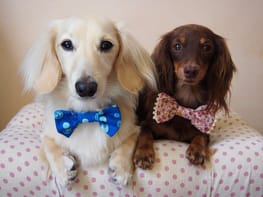 無料の犬服型紙 作り方ダウンロード 蝶ネクタイ 愛犬のための犬服 ペット服の型紙通販 作り方 教室 Milla Milla