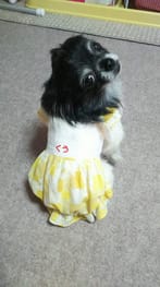 サマードレス Millacra 愛犬のための犬服 ペット服の型紙通販 作り方 教室 Milla Milla