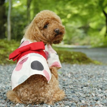 全商品 愛犬のための犬服 ペット服の型紙通販 作り方 教室 Milla Milla ミラミラ