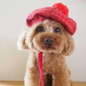 ハロウィンキャスケット 愛犬のための犬服 ペット服の型紙通販 作り方 教室 Milla Milla