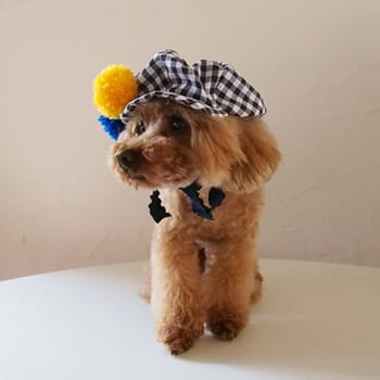 ハロウィンキャスケット 愛犬のための犬服 ペット服の型紙通販 作り方 教室 Milla Milla ミラミラ