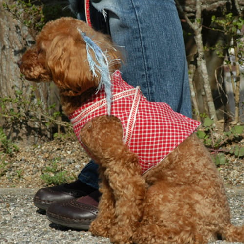 ハーネスウェア 愛犬のための犬服 ペット服の型紙通販 作り方 教室 Milla Milla ミラミラ