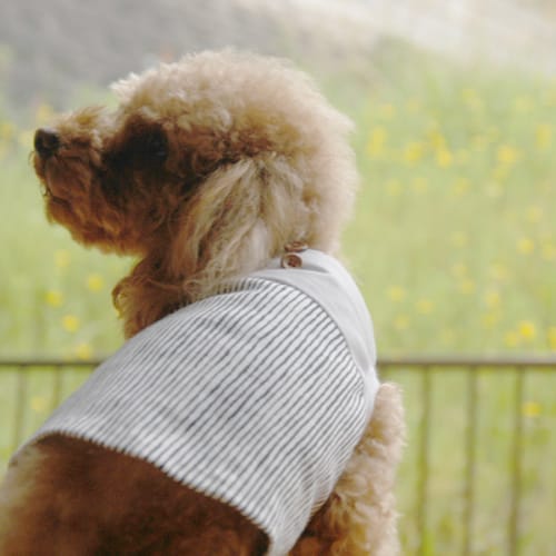 手縫いで作る切り替えタンクトップ 生地なし 愛犬のための犬服 ペット服の型紙通販 作り方 教室 Milla Milla