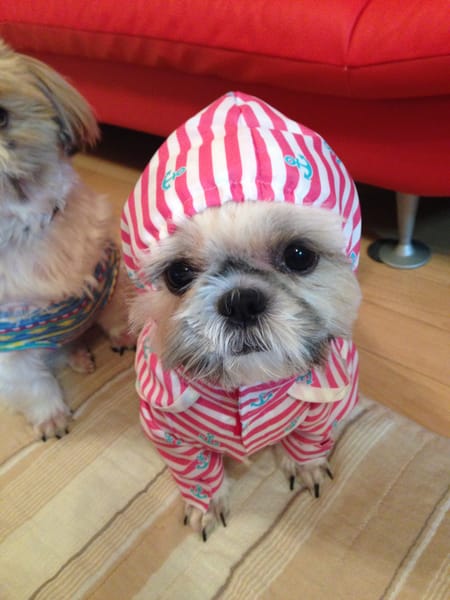 かよママさんのレインコート作品 愛犬のための犬服 ペット服の型紙通販 作り方 教室 Milla Milla