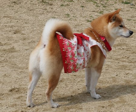 柴犬マイアさんのサマードレス作品 愛犬のための犬服 ペット服の型紙通販 作り方 教室 Milla Milla