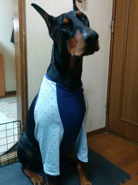 Aliceさんのベーシックラグランtシャツ作品 愛犬のための犬服 ペット服の型紙通販 作り方 教室 Milla Milla