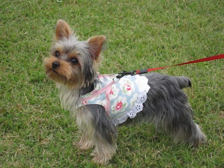 やすべえさんのハーネスウェア作品 愛犬のための犬服 ペット服の型紙通販 作り方 教室 Milla Milla