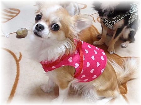 Heartilyさんのハーネスウェア作品 愛犬のための犬服 ペット服の型紙通販 作り方 教室 Milla Milla