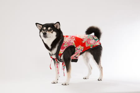 徹子さんのちゃんちゃんこ作品 愛犬のための犬服 ペット服の型紙通販 作り方 教室 Milla Milla