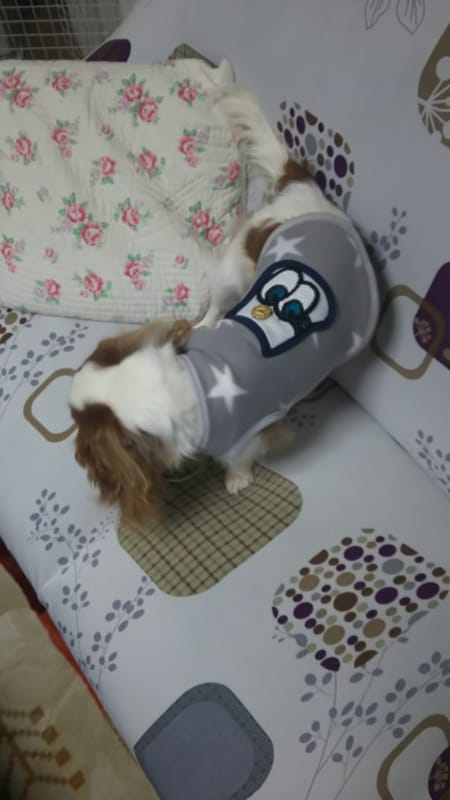 けんけんさんの作品 愛犬のための犬服 ペット服の型紙通販 作り方 教室 Milla Milla