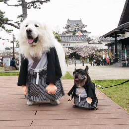 ヒーローコスチューム・女の子用 / 愛犬のための犬服、ペット服の型紙通販・作り方・教室 milla milla